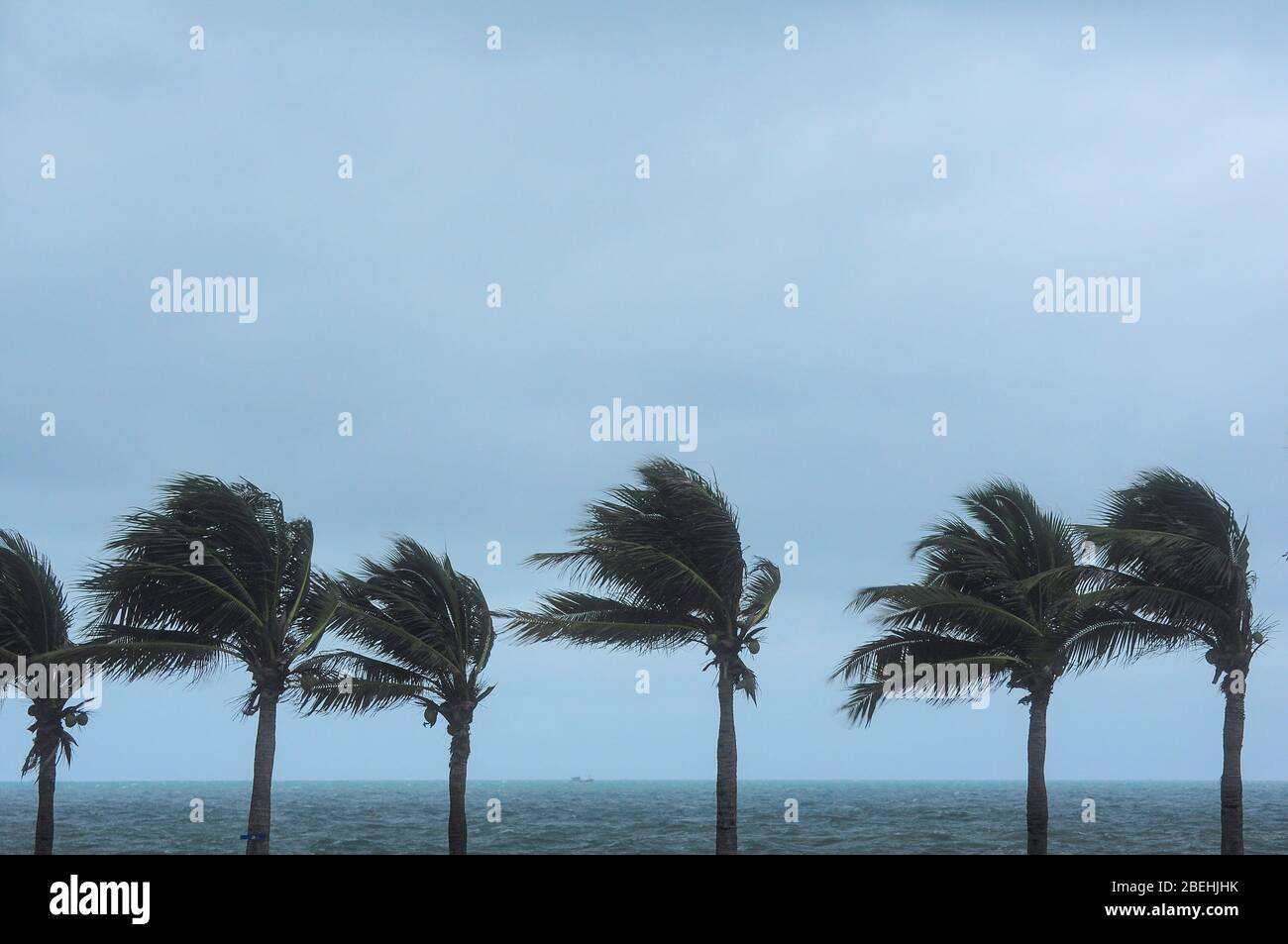 Palm Tree At Hurricane Windstorm Strong Wind Make Palm Leaf Heavy Blow Follow Wind Direction Stock Photo Alamy