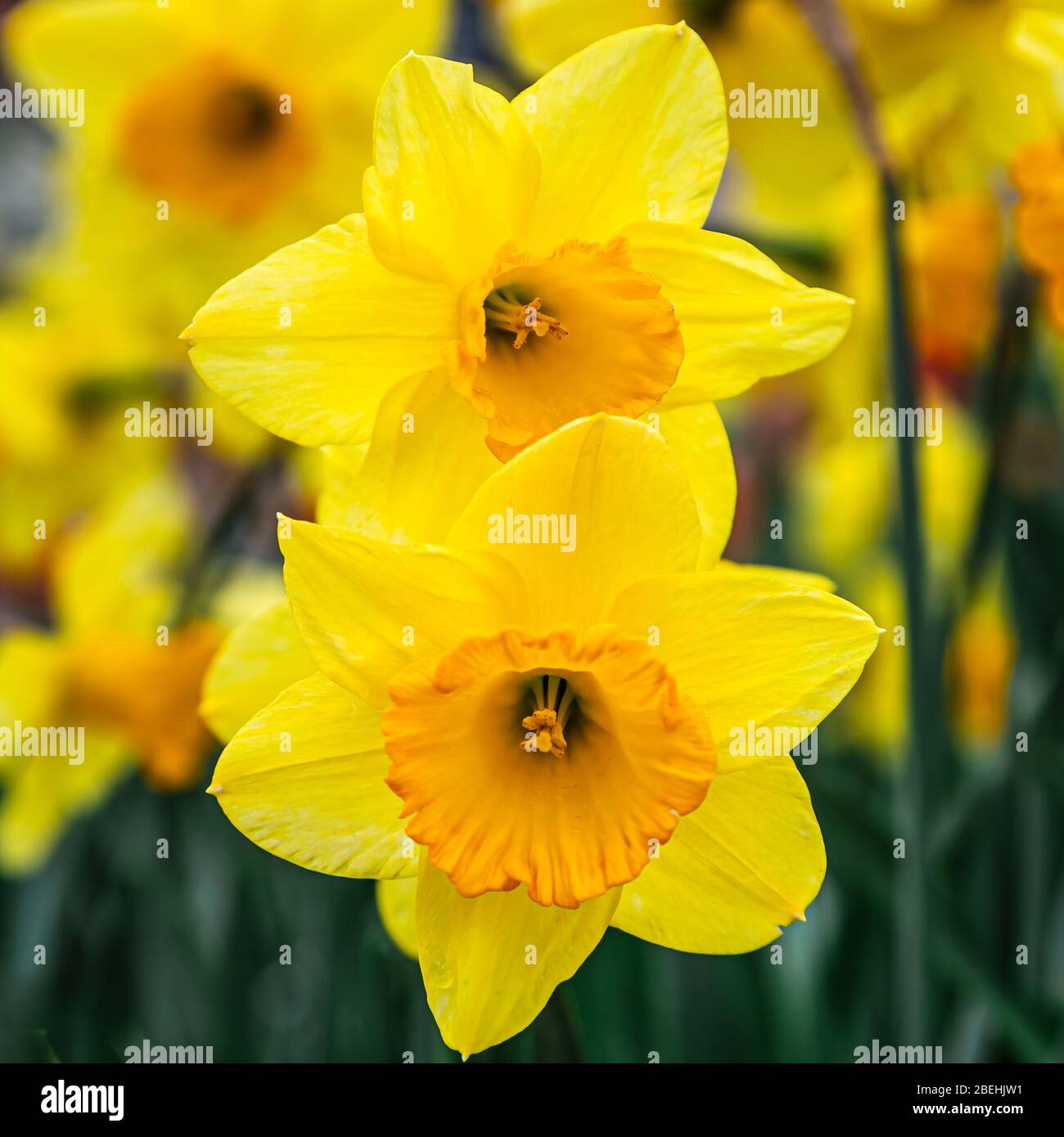 Close up of two yellow daffodils (genus Narcissus), plants of the amaryllis family. Stock Photo