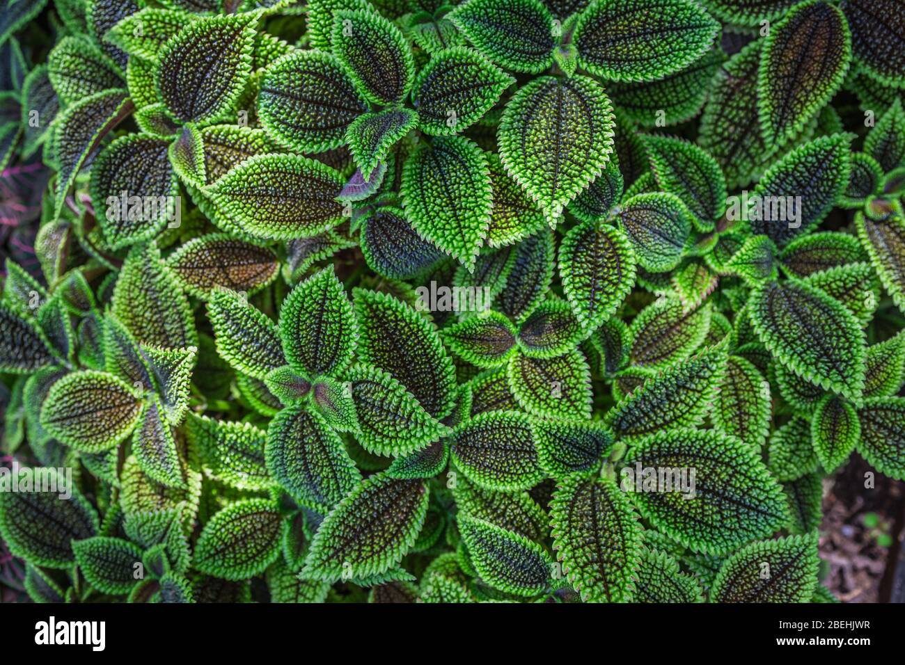 Close up of Pilea involucrata, commonly called the friendship plant or Moon Valley.  It is native to Central and South America. Stock Photo