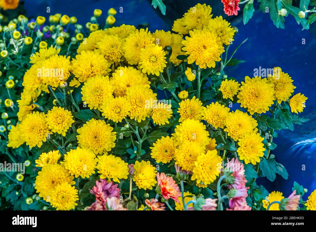 Yellow Chrysanthemums (Chrysanthemum, family Asteraceae). They are native to Asia and northeastern Europe. Stock Photo