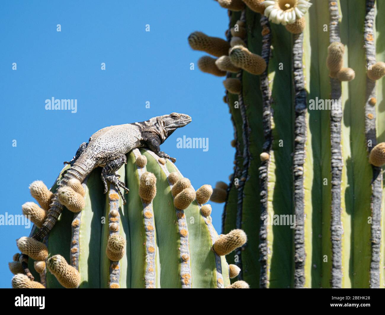 San Esteban spiny-tailed iguana, Ctenosaura conspicuosa, climbing cactus, Isla San Esteban, Baja California, Mexico. Stock Photo