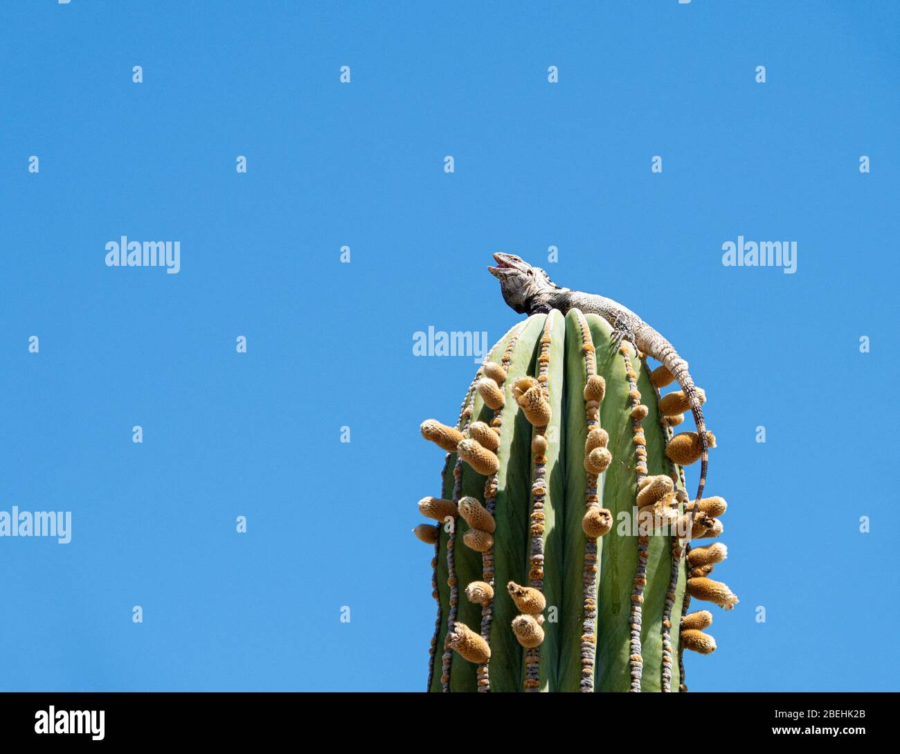 San Esteban spiny-tailed iguana, Ctenosaura conspicuosa, climbing cactus, Isla San Esteban, Baja California, Mexico. Stock Photo
