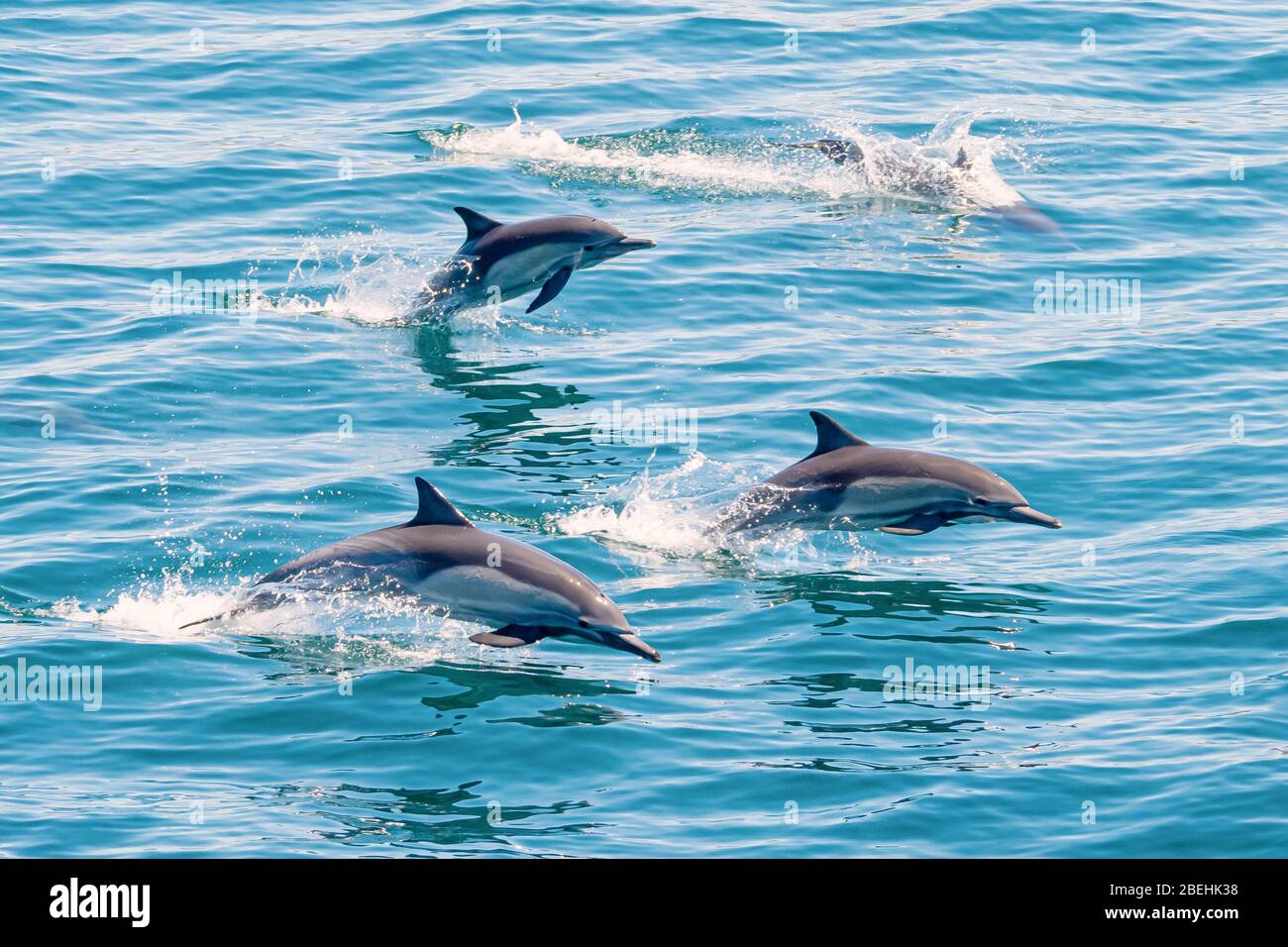 Long-beaked common dolphins, (Delphinus capensis), off Isla San Marcos, Baja California Sur, Mexico. Stock Photo