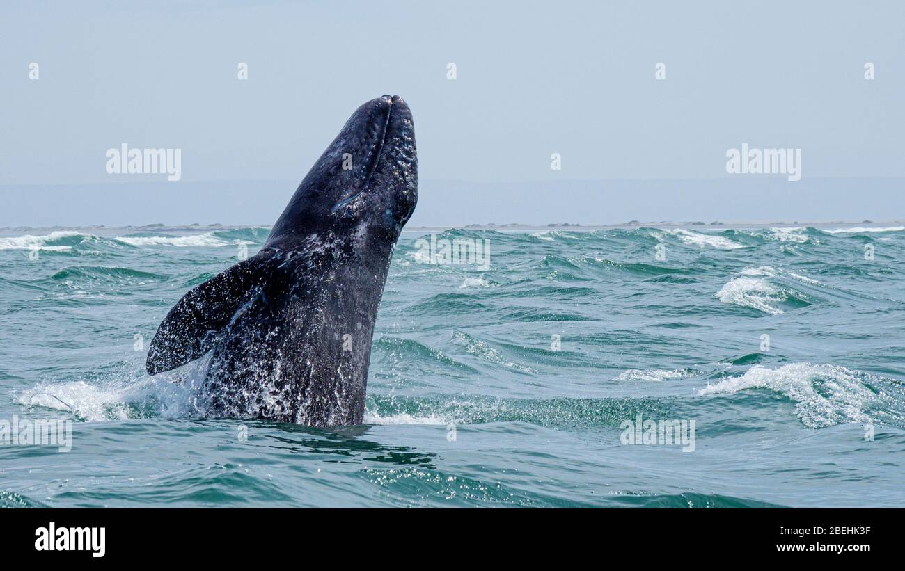 California gray whale calf, (Eschrichtius robustus), breaching in San Ignacio Lagoon, Baja California Sur, Mexico. Stock Photo