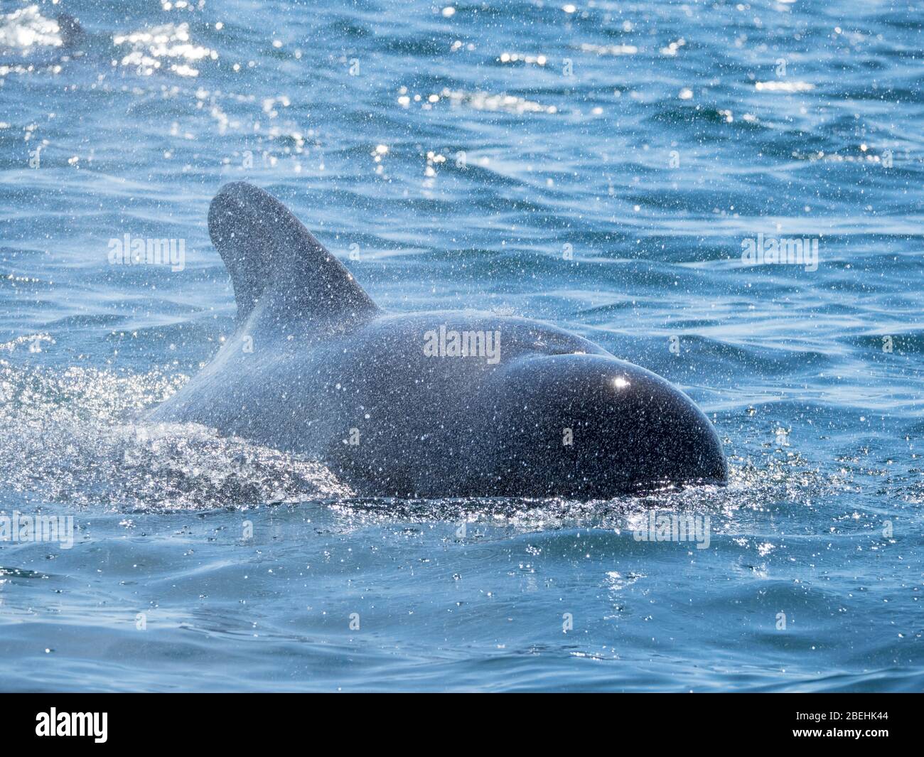 Short-finned pilot whale, (Globicephala macrorhynchus), surfacing off Isla San Marcos, Baja California Sur, Mexico. Stock Photo