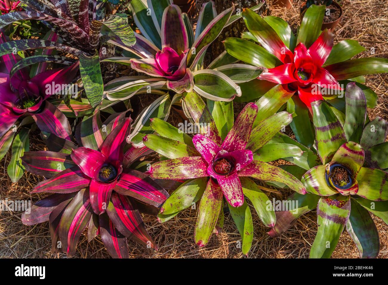 Close up of Neoregelia (Bromeliaceae,) Ornamental Bromiliad also called Arabian Nights. It is native to South American rainforests. Stock Photo