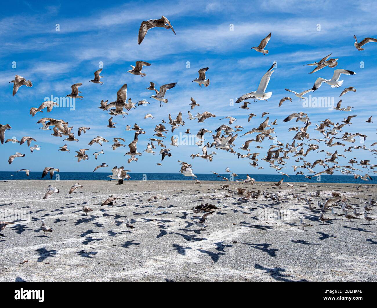California gulls, (Larus californicus), in flight over Punta Belcher, Magdalena Island, Baja California Sur, Mexico. Stock Photo