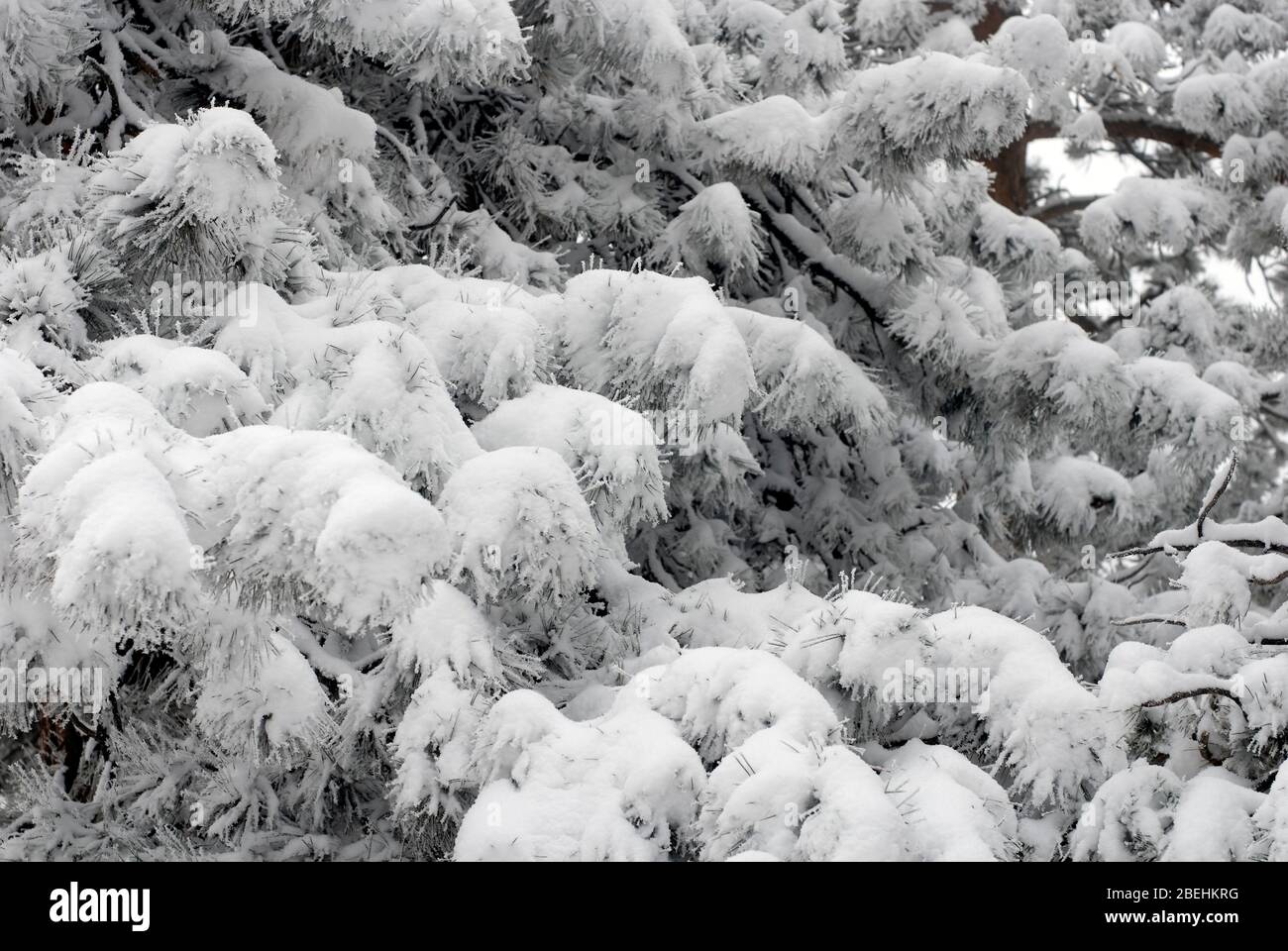 Snow on pine tree near Boulder, Colorado Stock Photo