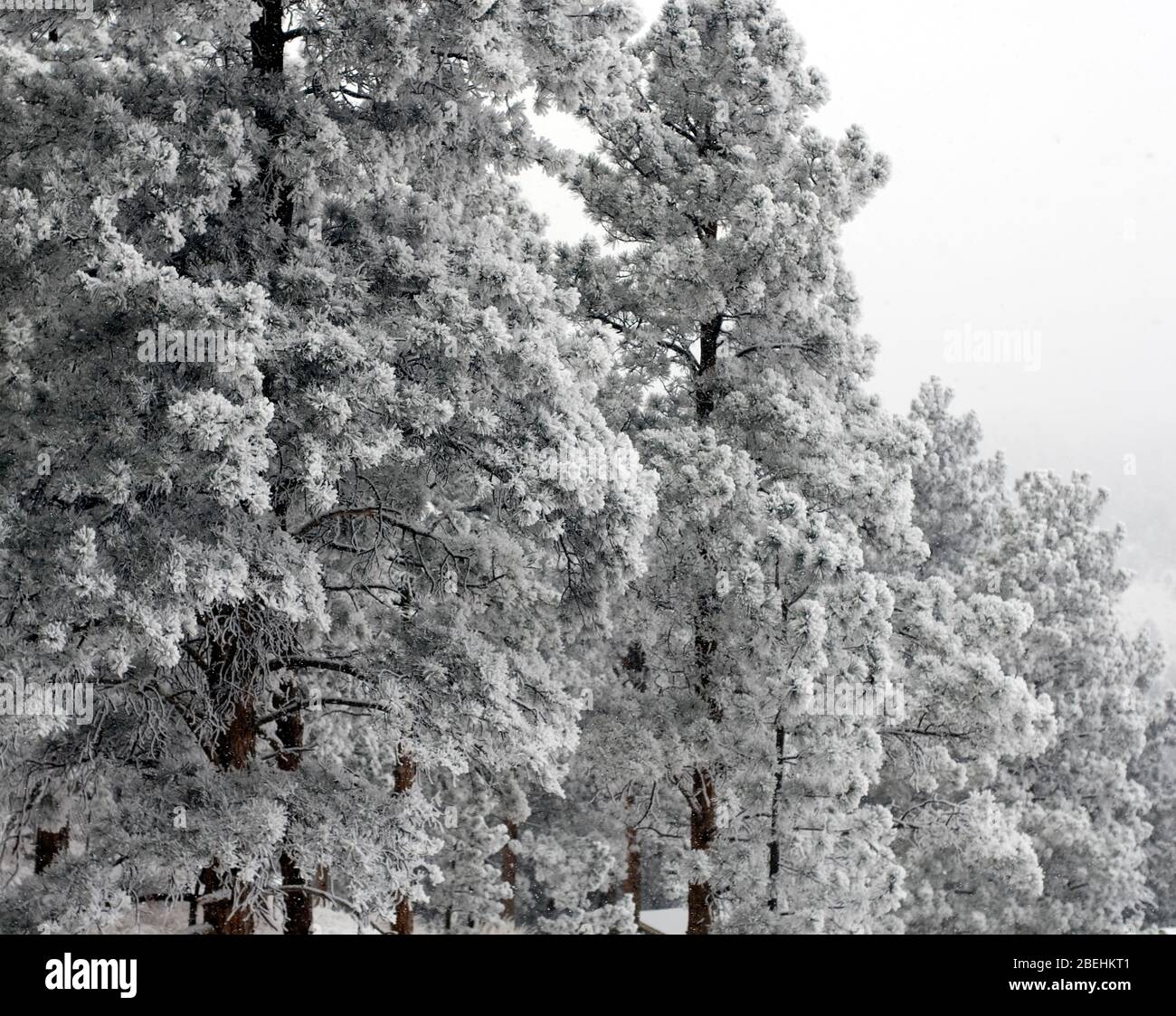 Ponderosa Pines High Resolution Stock Photography and Images - Alamy