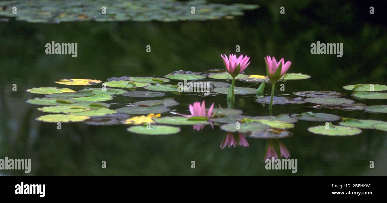 Water lilies, Monet's Garden Stock Photo