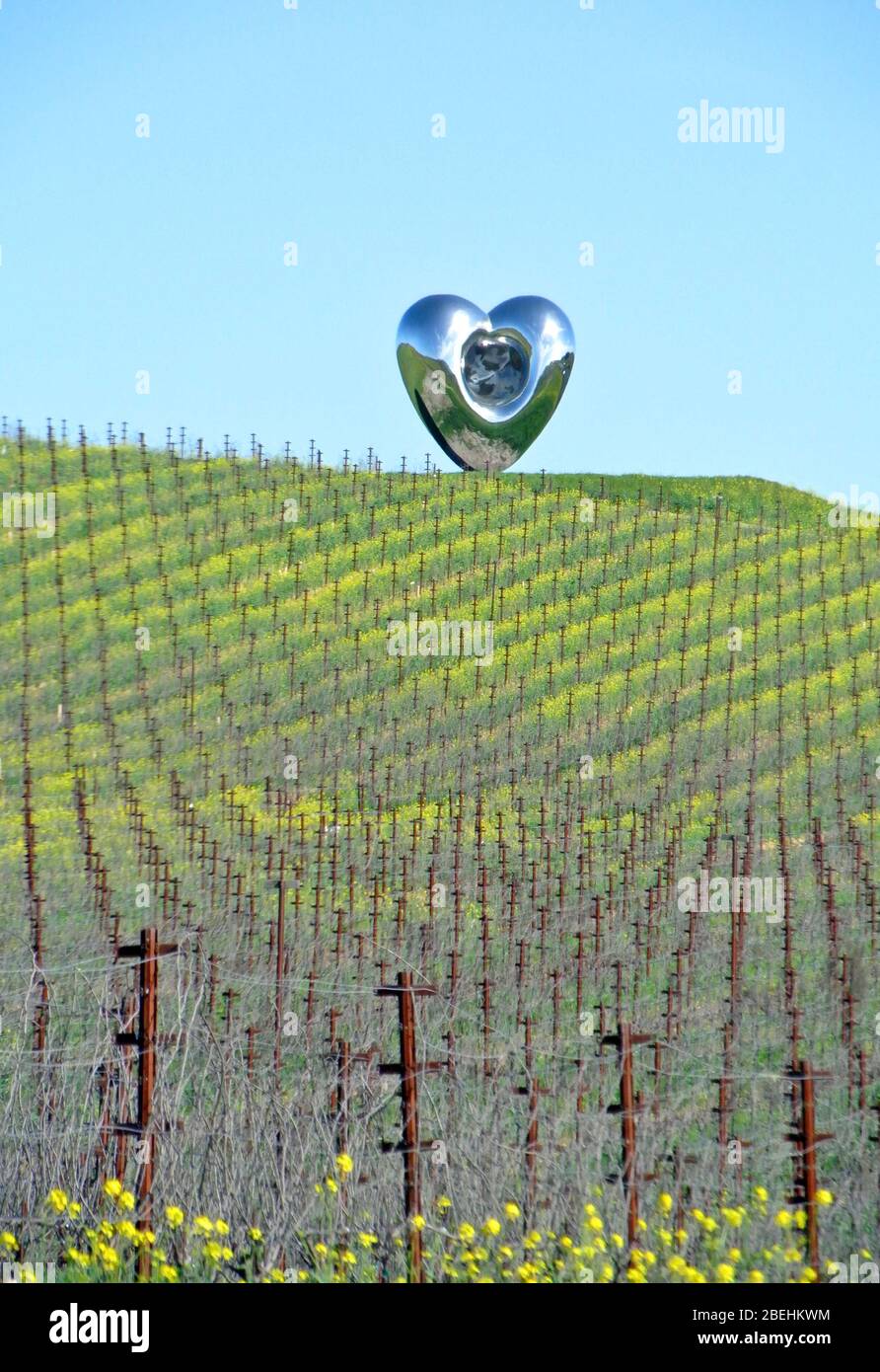 heart in vineyard in the wine country Stock Photo
