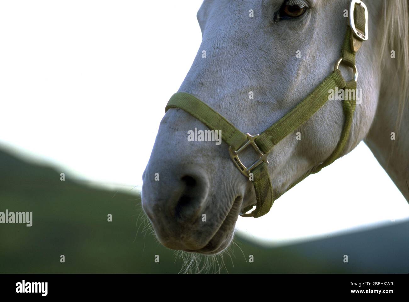 Close-up of a horse. Profile. Stock Photo