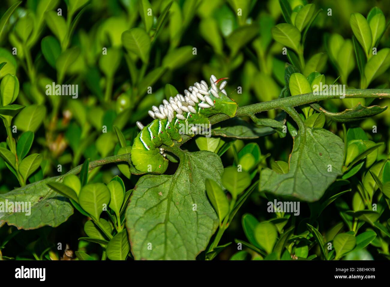 Tobacco caterpillar hi-res stock photography and images