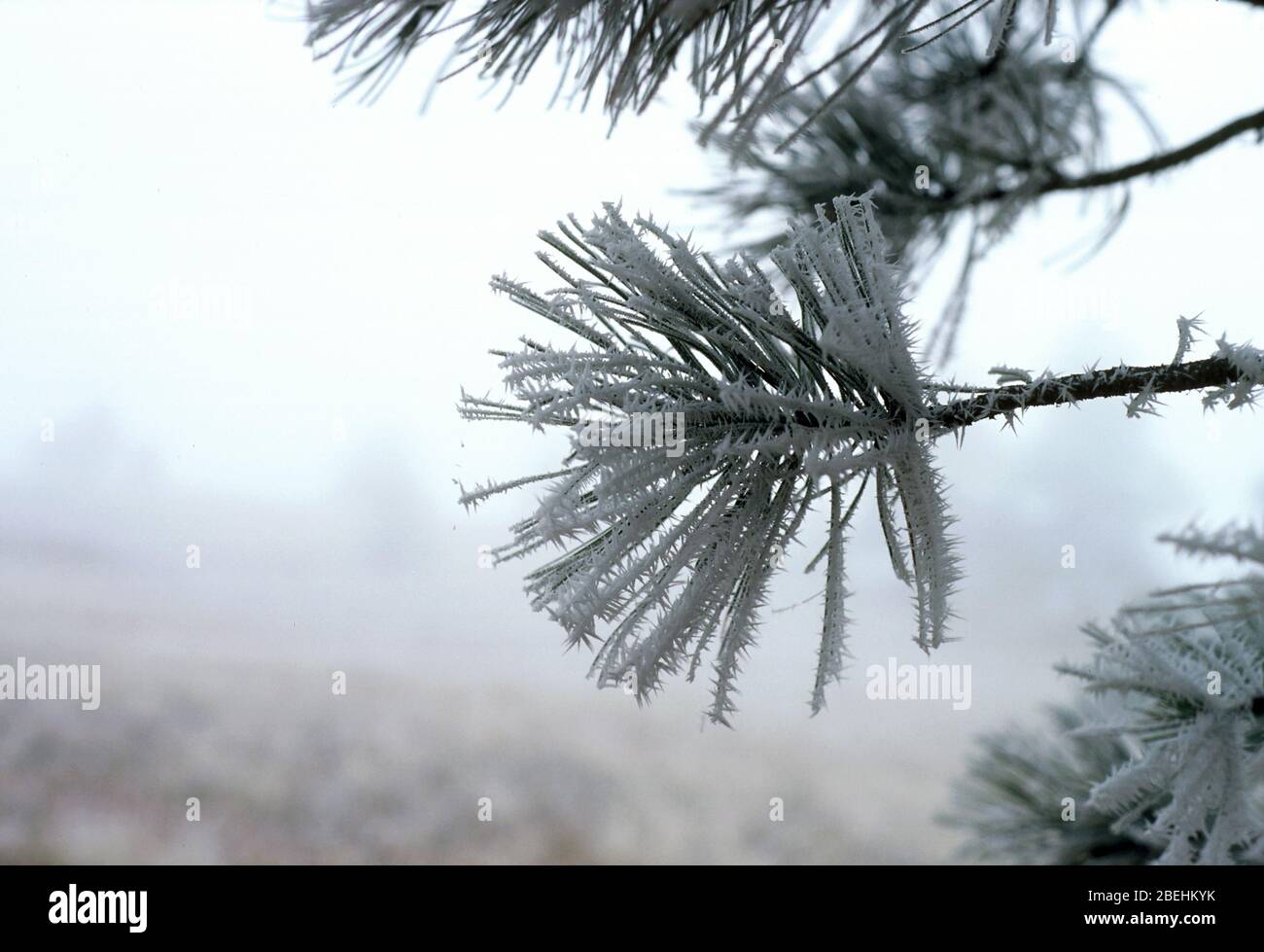 Hoarfrost, Ponderosa Pine, Near Boulder, CO. Stock Photo