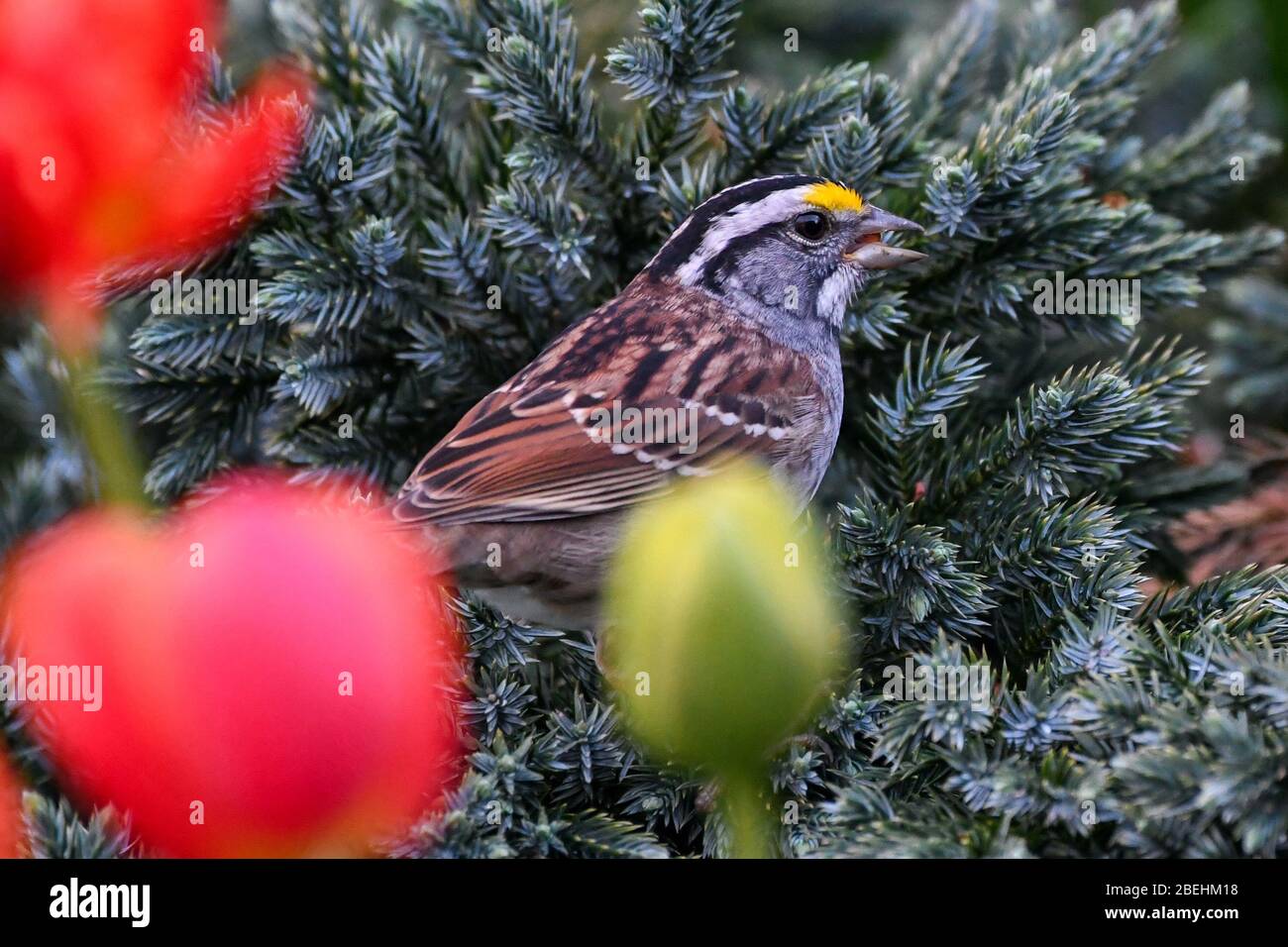White Throated Sparrow - brown songbird with yellow patch spring garden - Zonotrichia albicollis or white-throated American sparrow - Passerellidae. Stock Photo