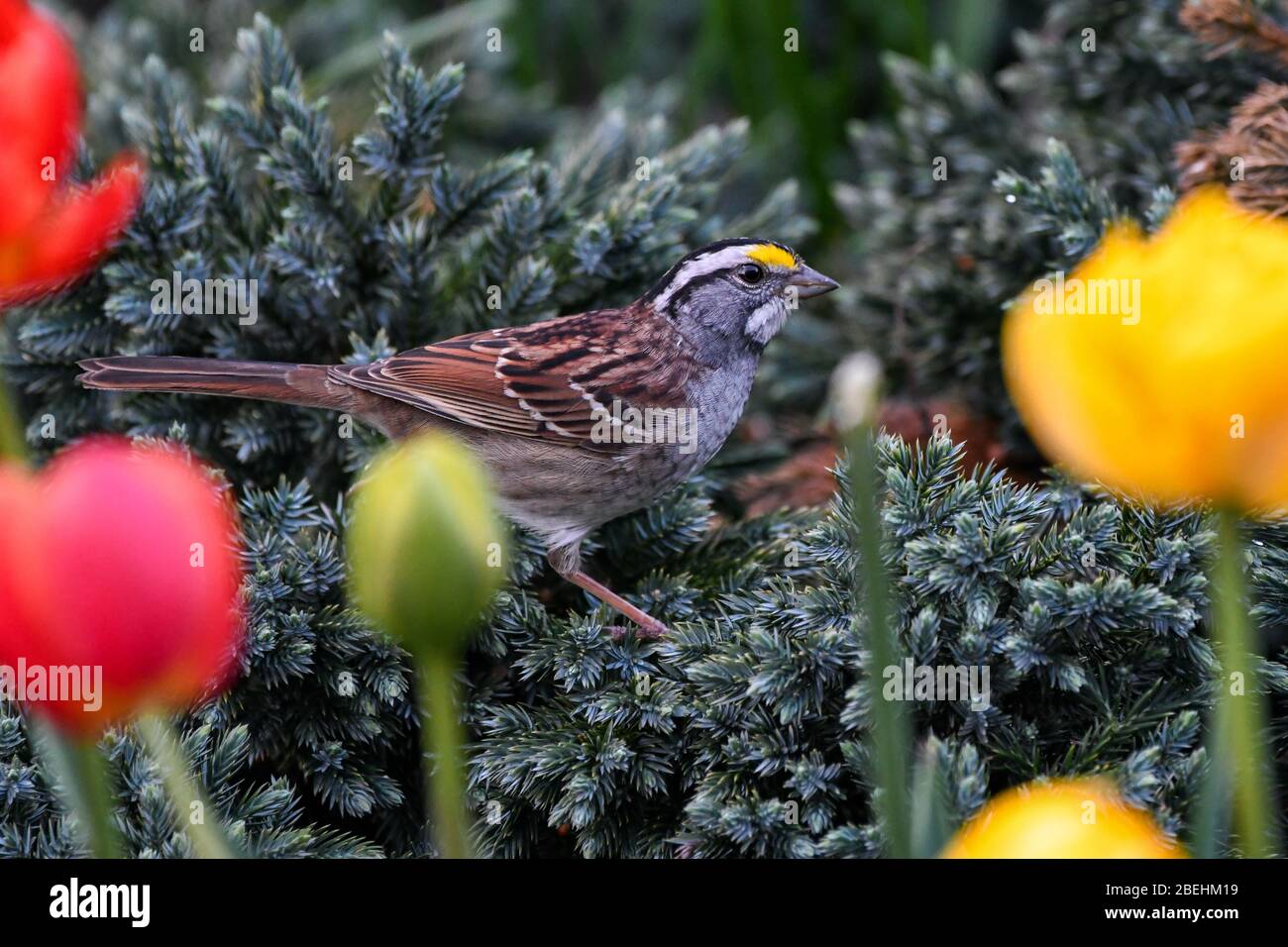 White Throated Sparrow - brown songbird with yellow patch spring garden - Zonotrichia albicollis or white-throated American sparrow - Passerellidae. Stock Photo