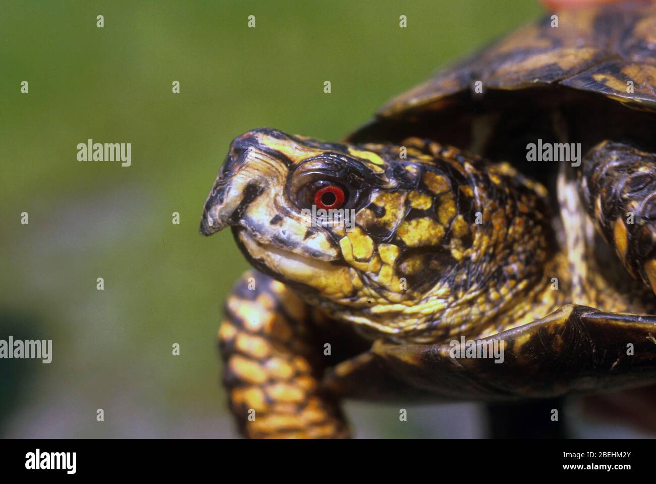 Eastern Box Turtle. Red eye.Tennessee. Males normally have red eyes. Stock Photo