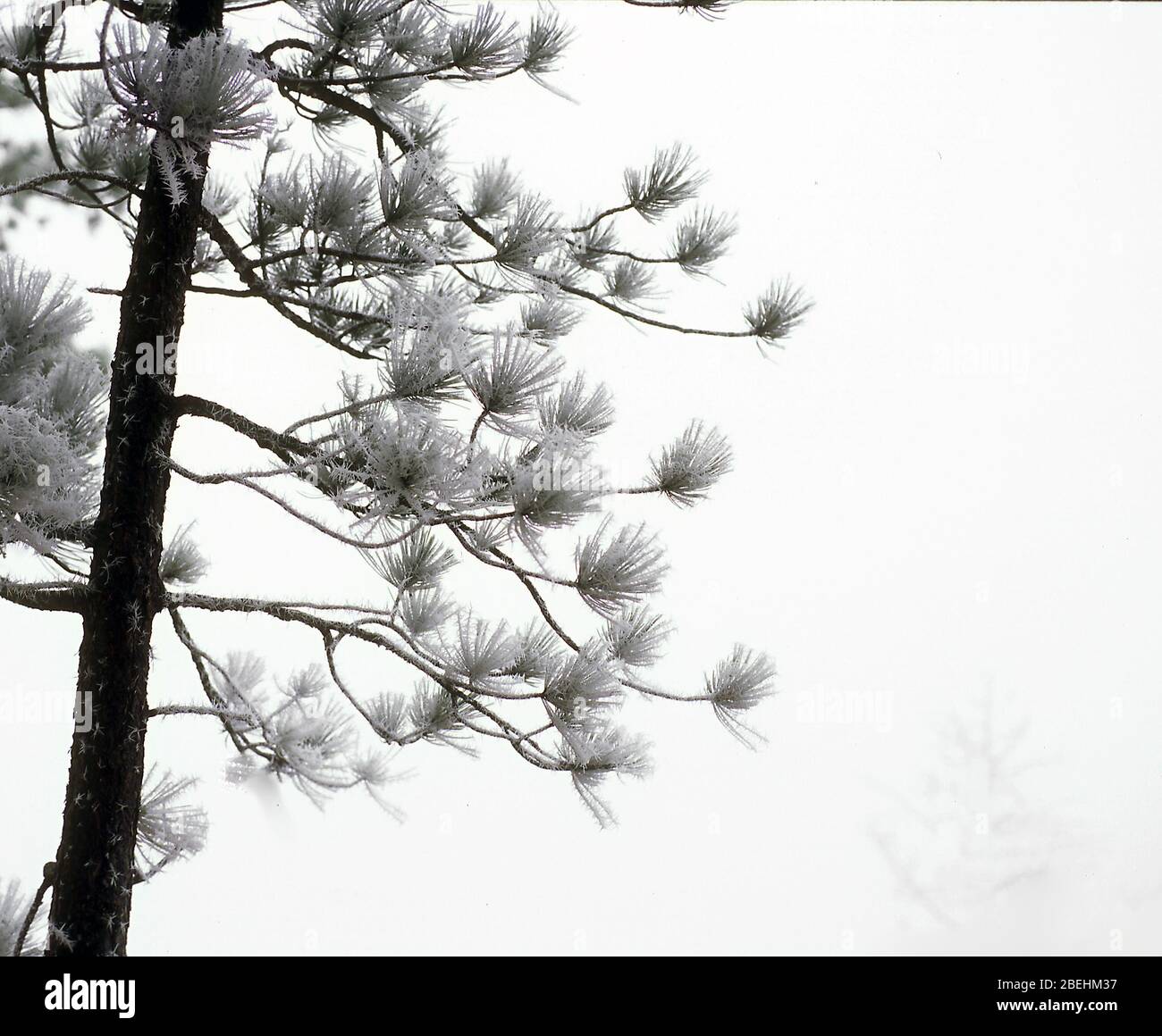 Ponderosa pine tree branches and trunk in winter. Stock Photo