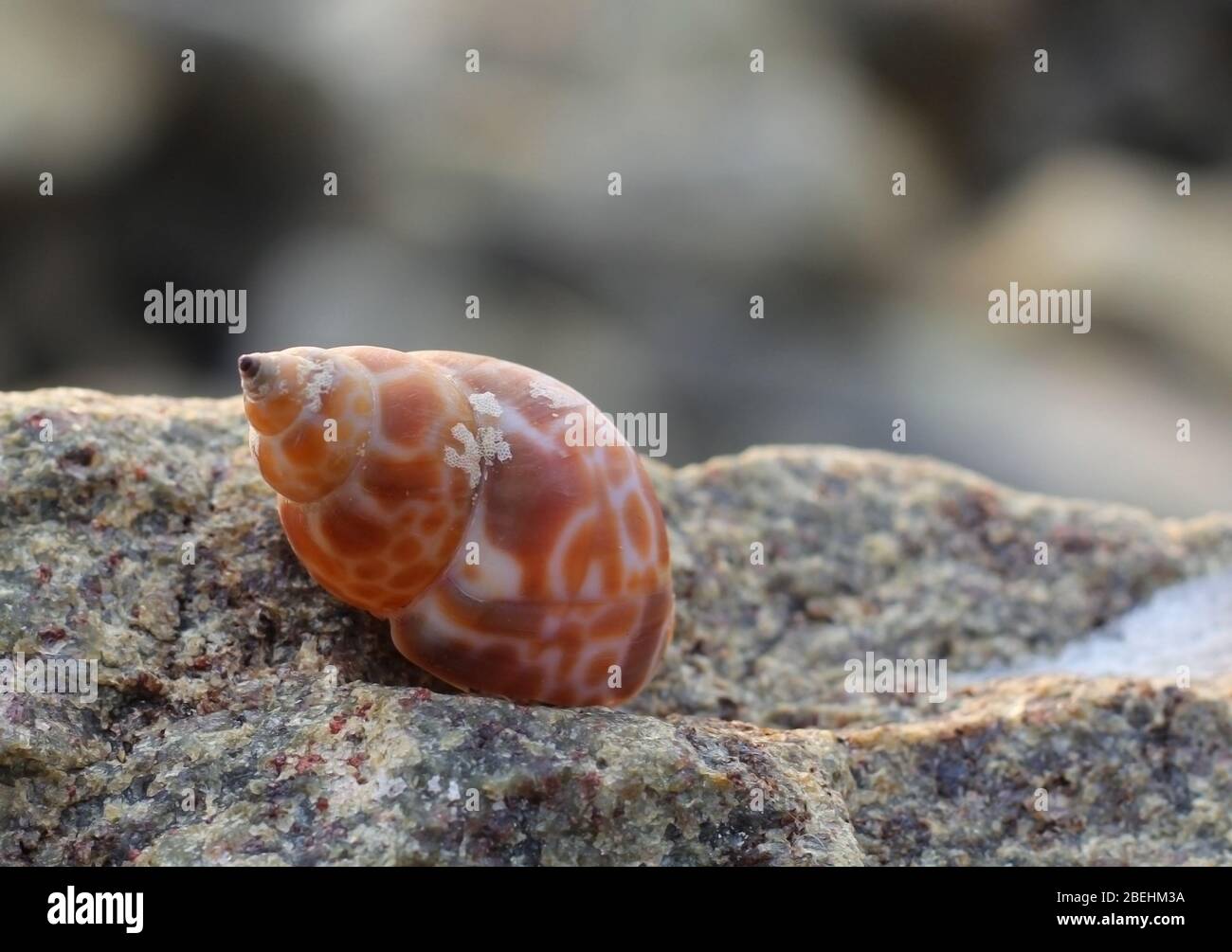 A seashell or sea shell, also known simply as a shell, is a hard