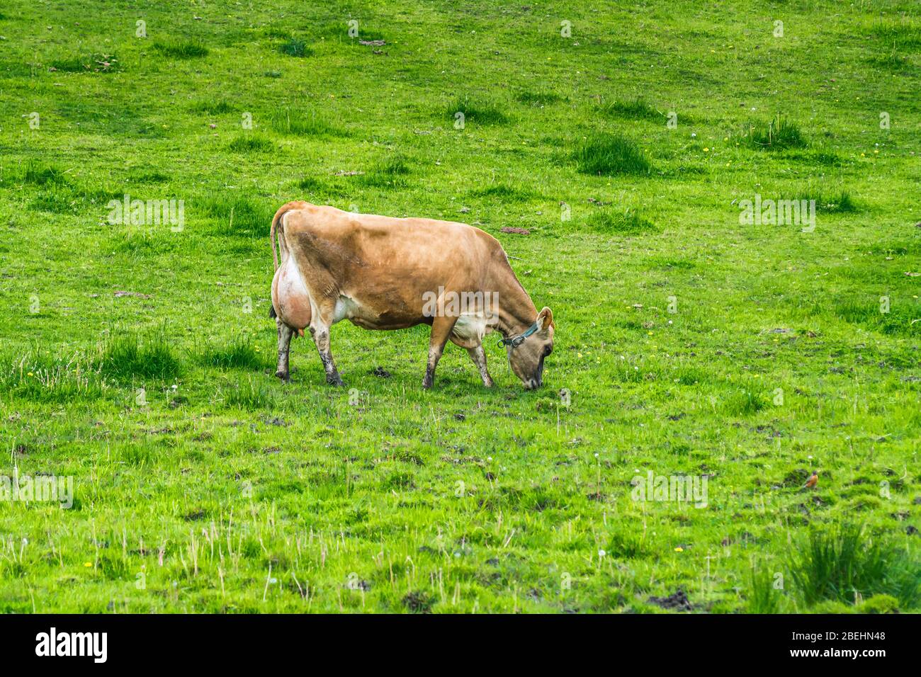 Jersey Cows Peterborough Farms Ontario Canada Stock Photo Alamy