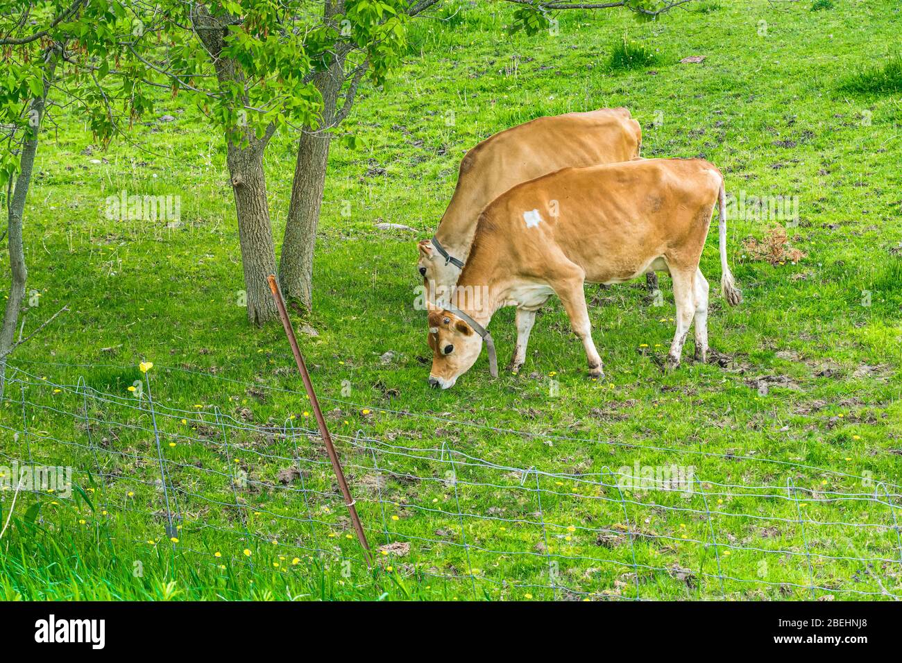 Jersey Cows Peterborough Farms Ontario Canada Stock Photo Alamy