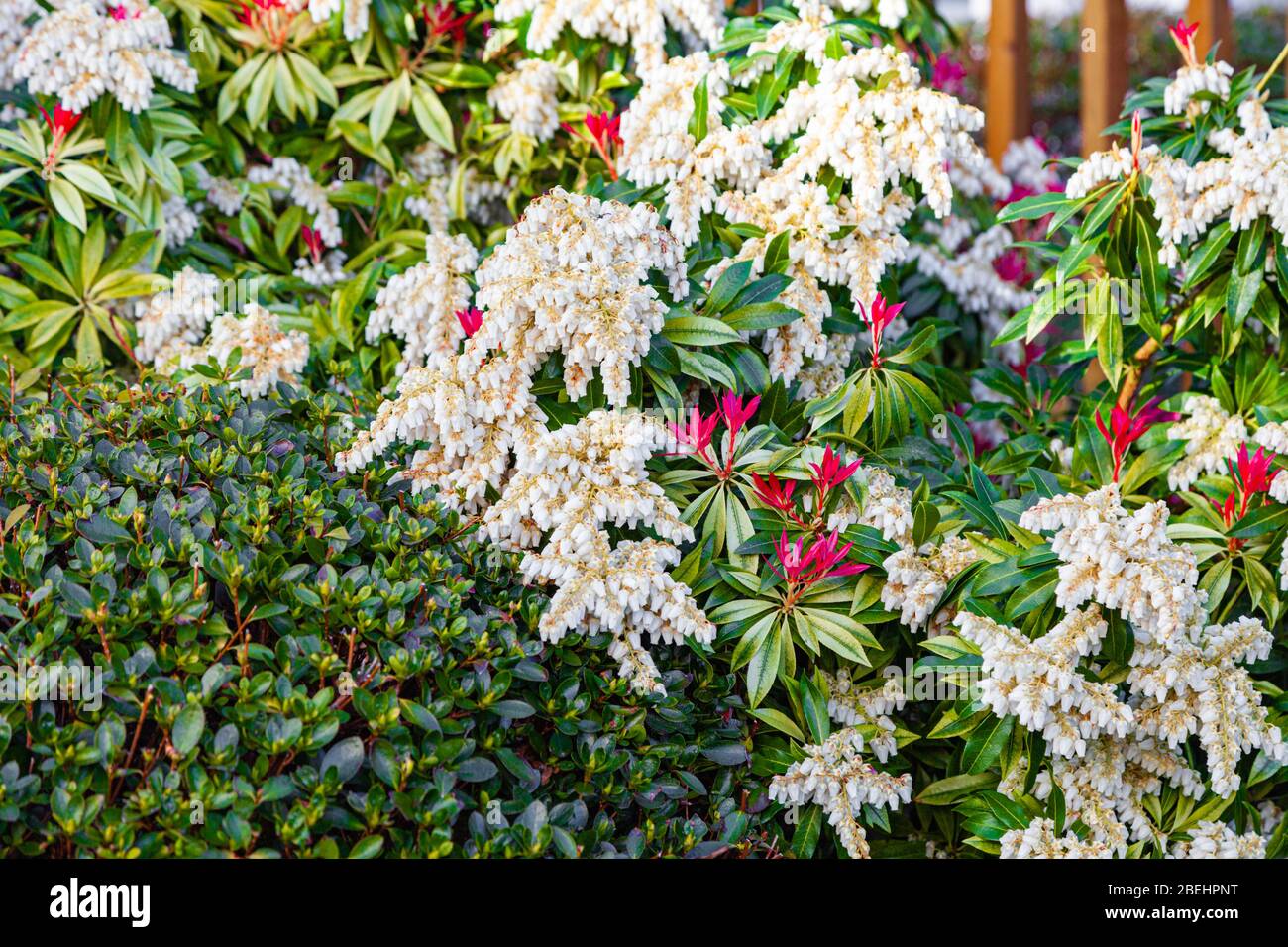 Abstract view of a Pieris shrub among other bushes in a landscaped garden Stock Photo