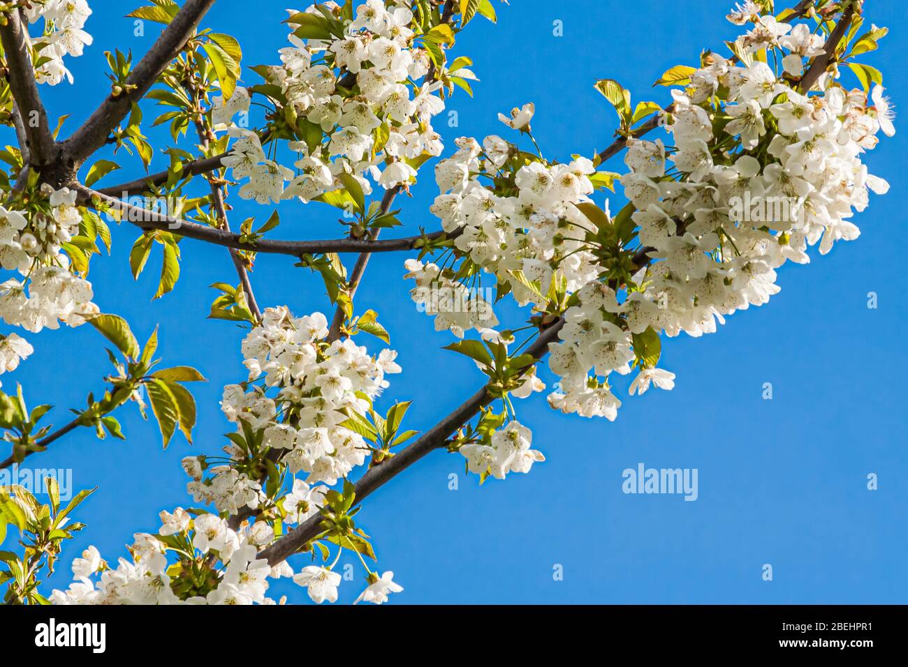 Cherry blossom (genus Prunus). The most well-known species is the Japanese cherry, Prunus serrulata. Stock Photo