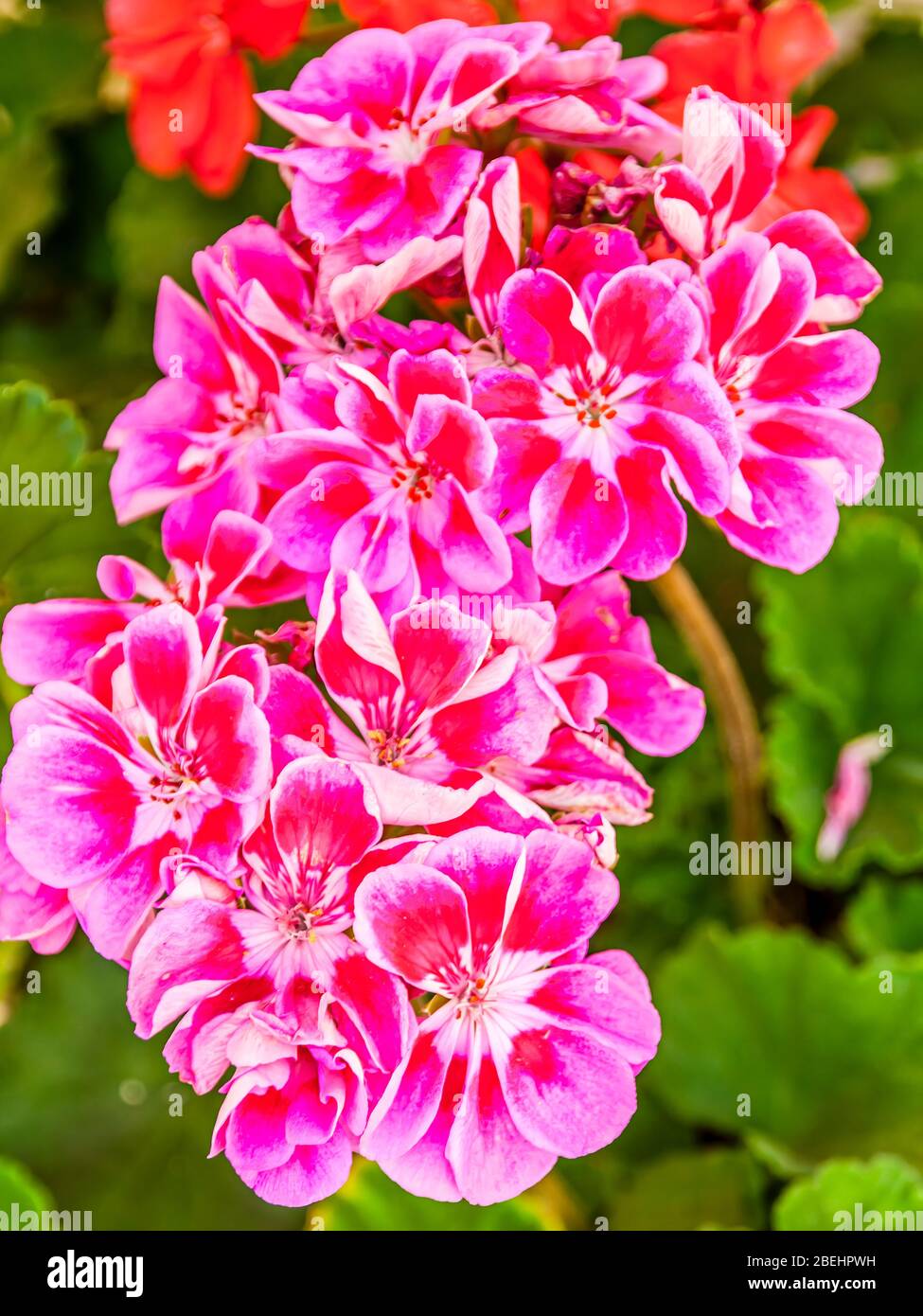 Geranium, a genus of 422 species of flowering annual, biennial, and perennial plants, commonly known as geraniums or cranesbills. Stock Photo