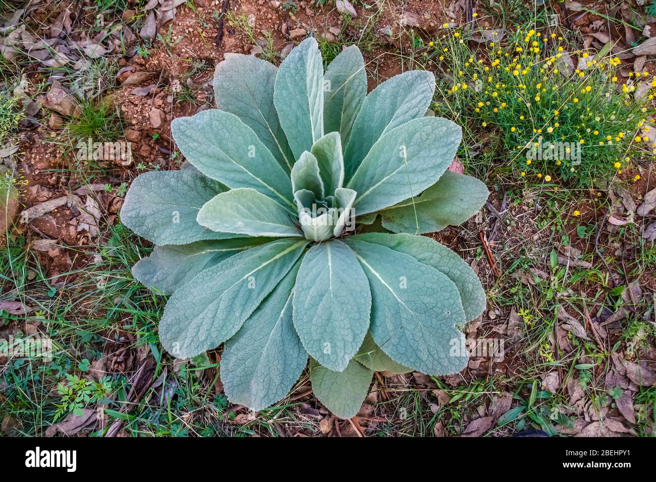 Verbascum thapsus, the common mullein, is a species of mullein native to Europe, northern Africa, and Asia. Stock Photo