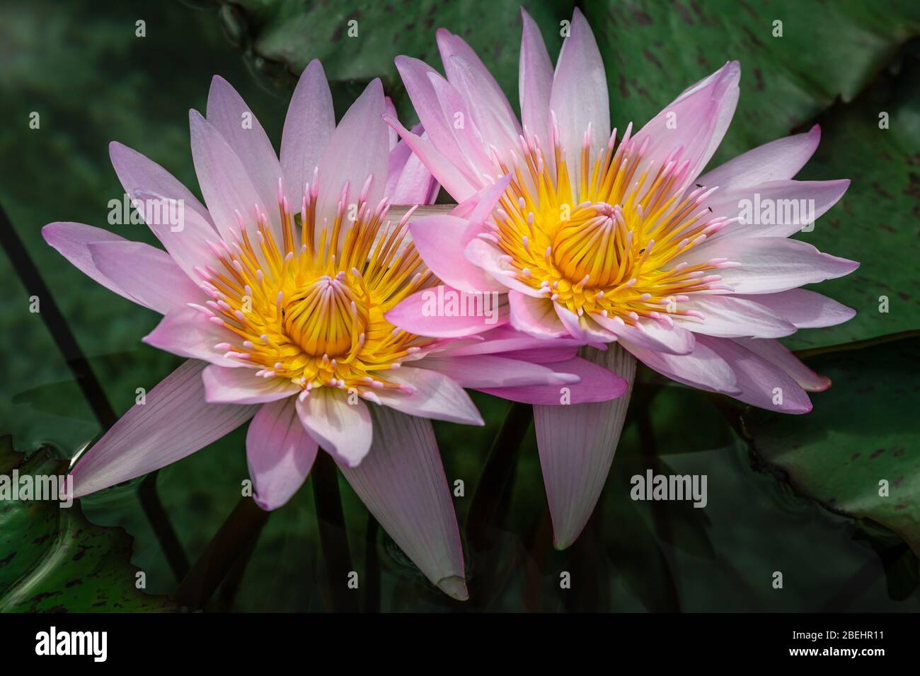 Egyptian lily hi-res stock photography and images - Alamy