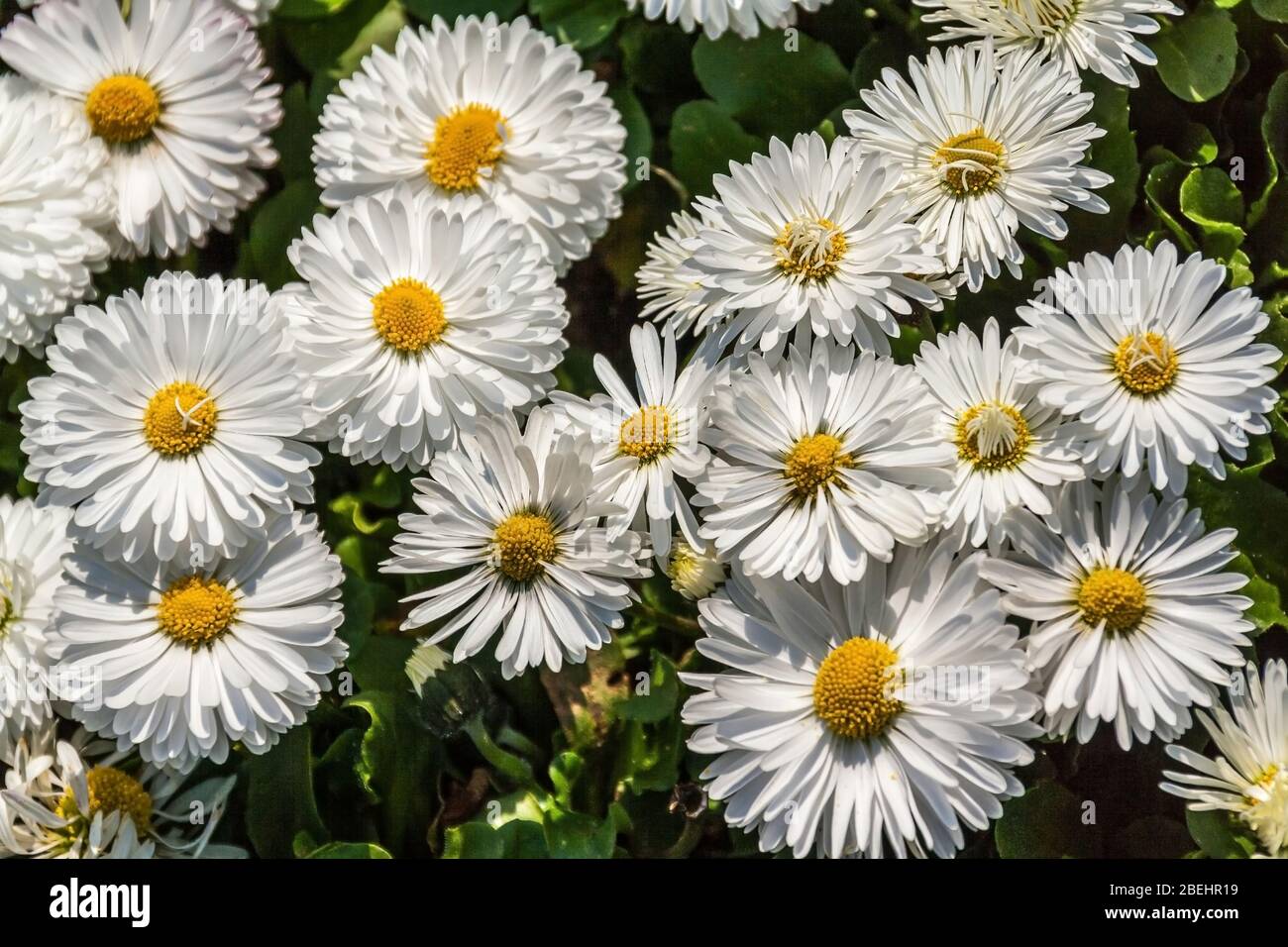 English daisies (bellis perennis) a common European species of daisy, family Asteraceae. Stock Photo