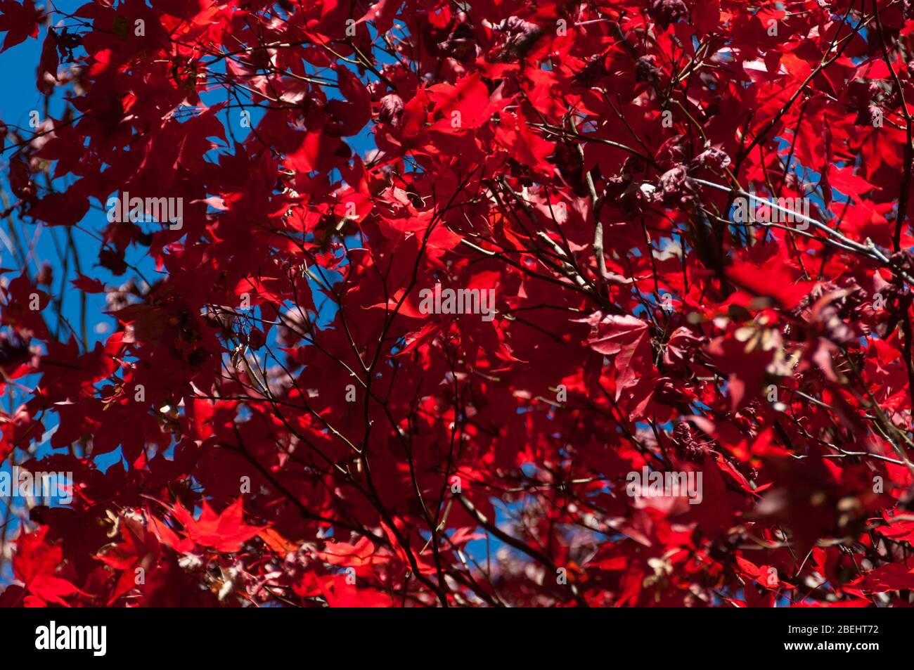 Deep red foliage hi-res stock photography and images - Alamy