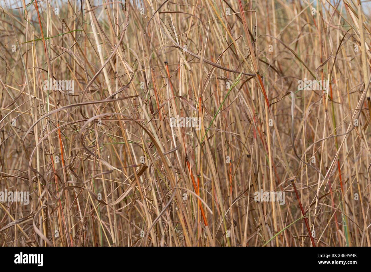 Close up of dry long yellow grass. Yellow spear grass texture background texture Stock Photo