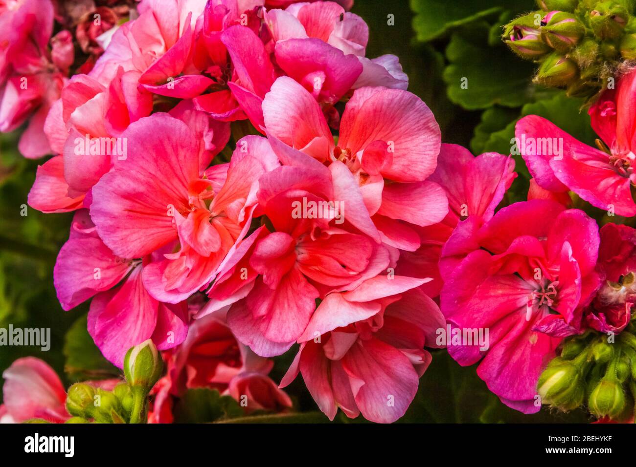 Close up of Pelargonium lara starshine, a flowering plant which includes about 200 species of perennials, succulents, and shrubs, Stock Photo