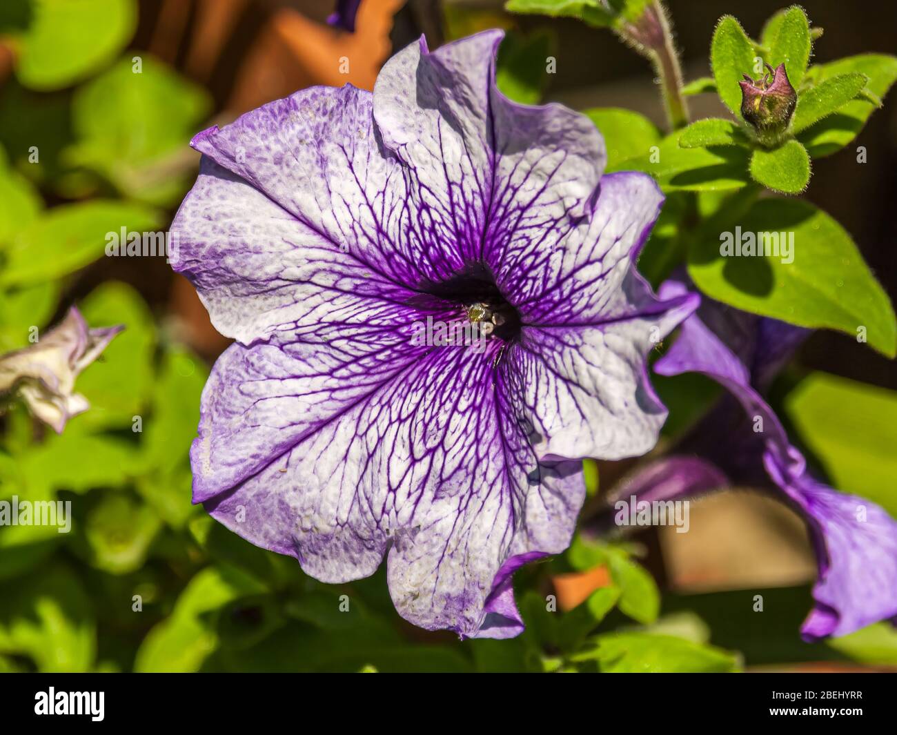 Petunia is a genus of 20 species of flowering plants of South American origin. Stock Photo