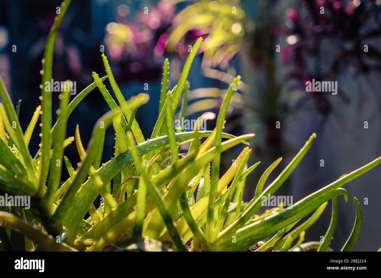 A group of aloe vera plants, sun back lighted and a unfocused background Stock Photo
