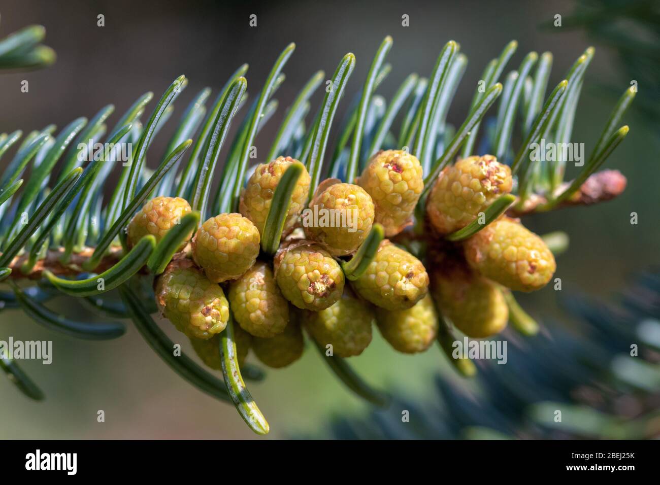 Close-up view of flowers of Abies alba, the European silver fir or silver fir Stock Photo