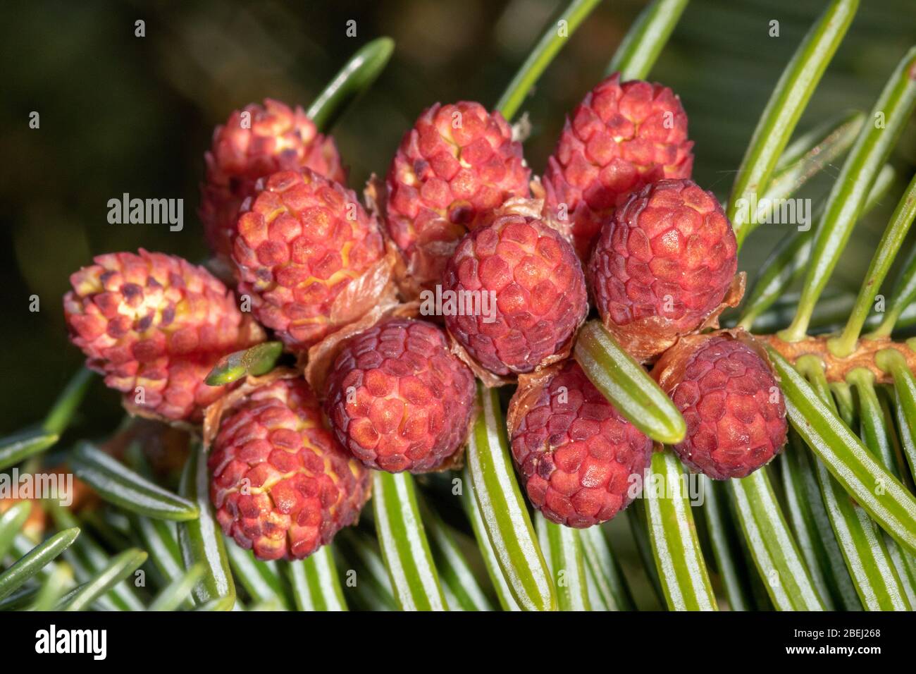 Close-up view of flowers of Abies alba, the European silver fir or silver fir Stock Photo