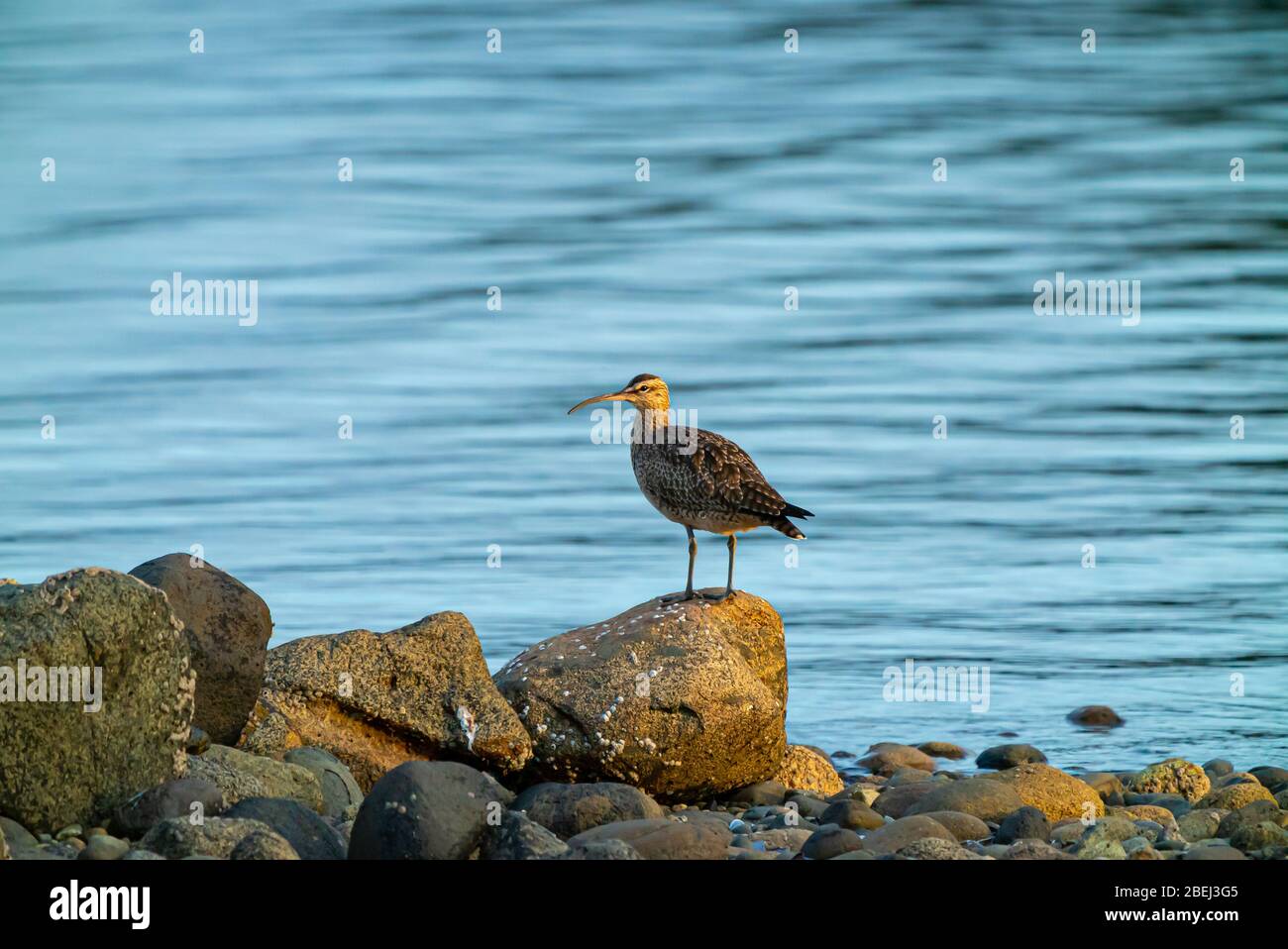 A Whimbrel Shore Bird Perches on the rocks in front of the Pacific Ocean during low tide, South of Chile Stock Photo