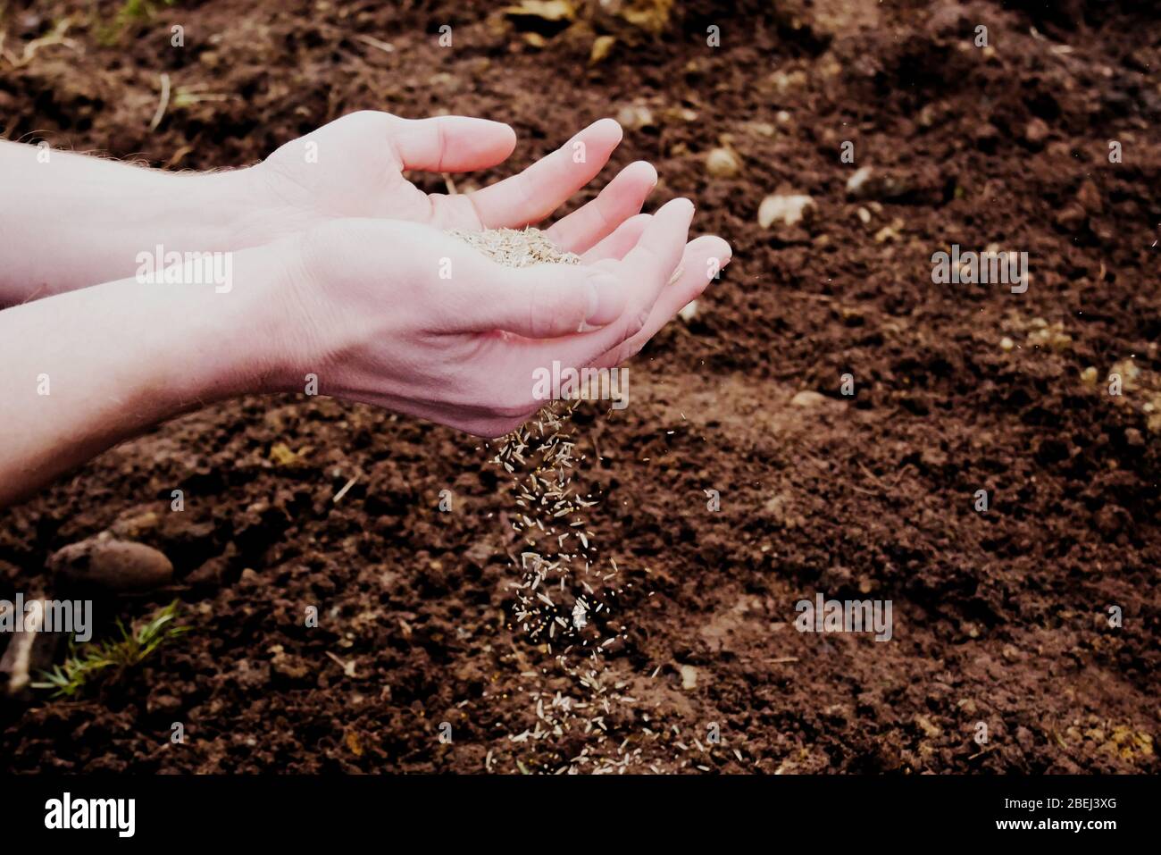 Scattering seeds soil hi-res stock photography and images - Alamy