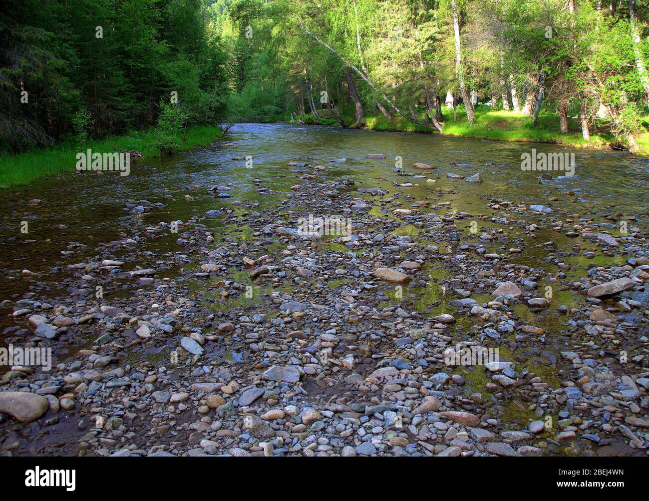 A shallow rocky river flowing serenely through the forest. Sema River, Altai, Siberia, Russia. Stock Photo