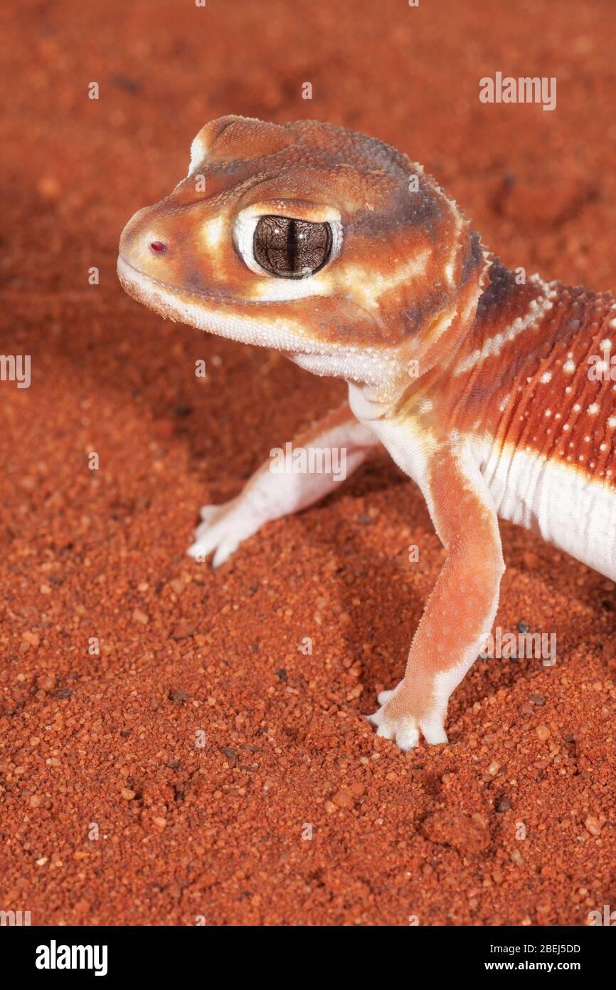 Knob tailed gecko (nephrurus levis) hires stock photography and images