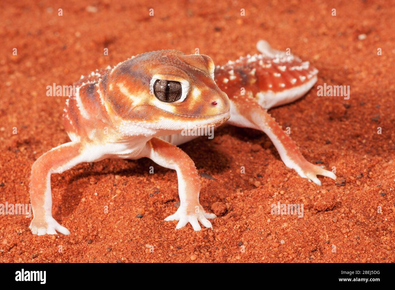 Close up photograph of a Smooth Knob-tailed Gecko Stock Photo