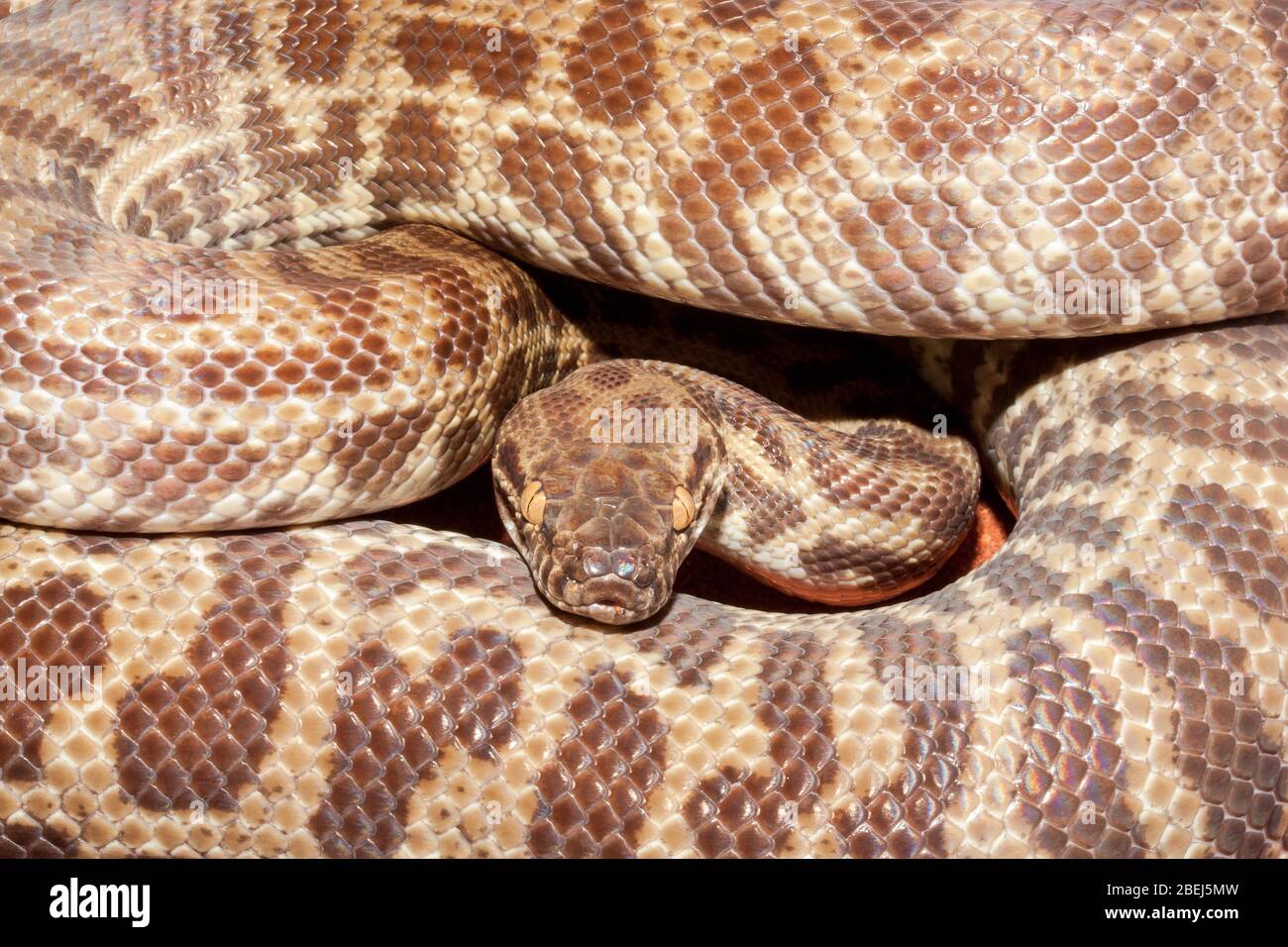 Stimson's python hi-res stock photography and images - Alamy