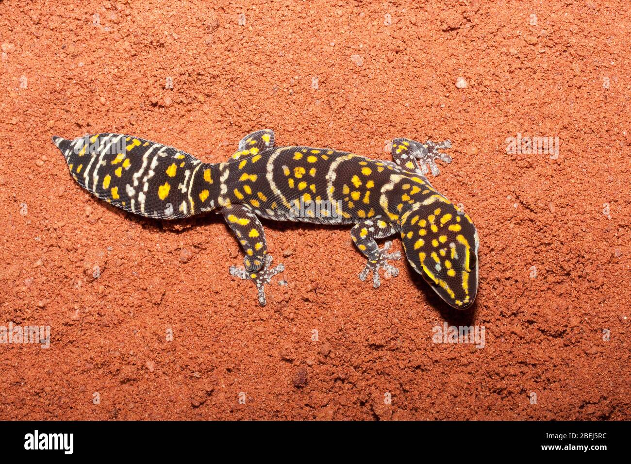 Northern Marbled Velvet Gecko Stock Photo