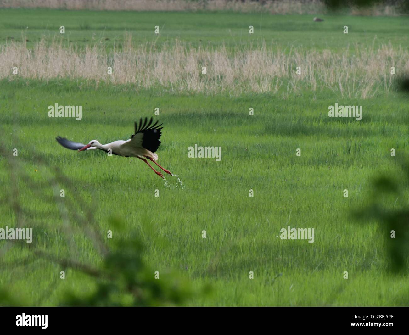 stork fleeing from meadow with spread wings Stock Photo