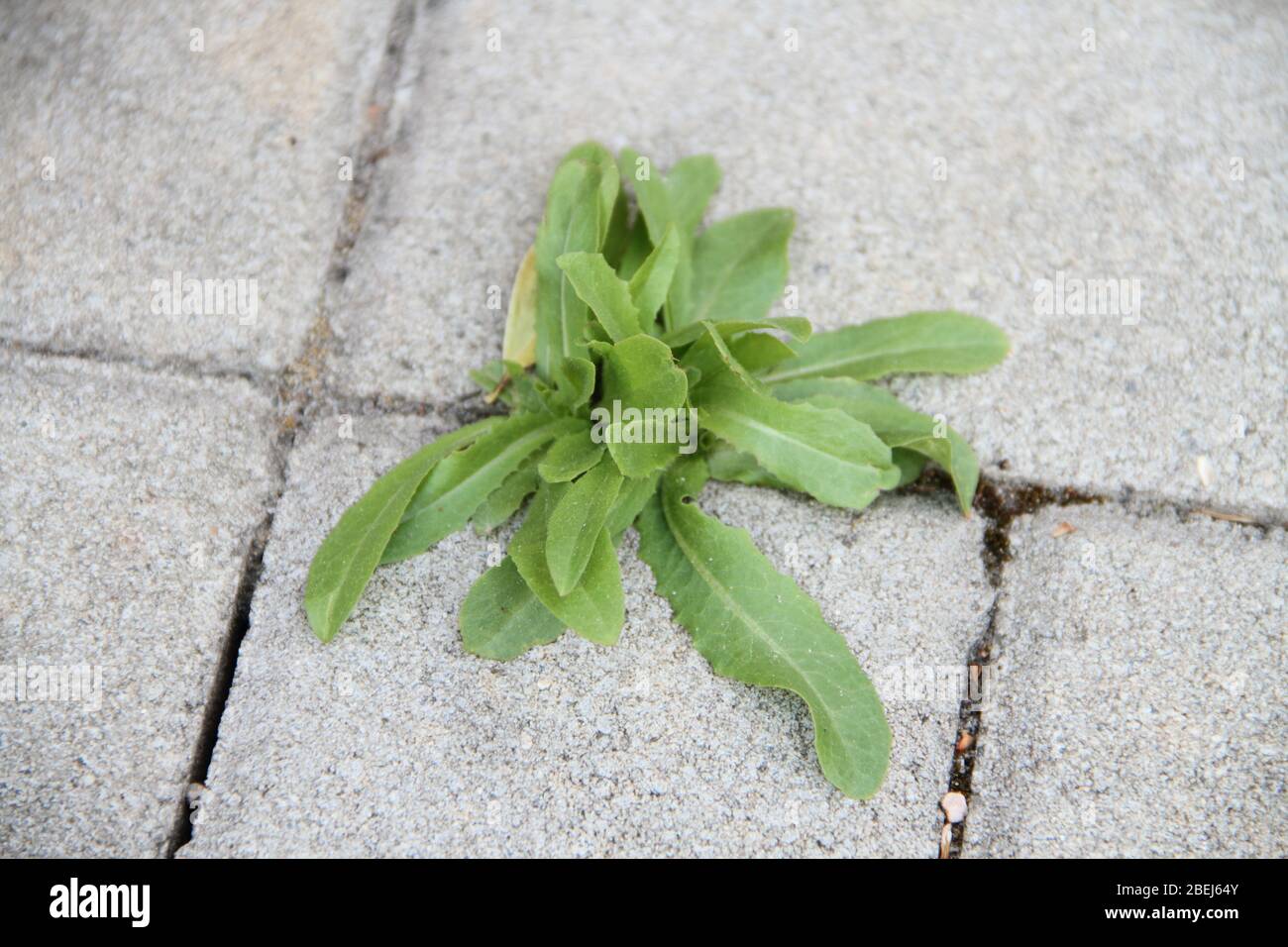 weeds grow between the paving stones Stock Photo Alamy