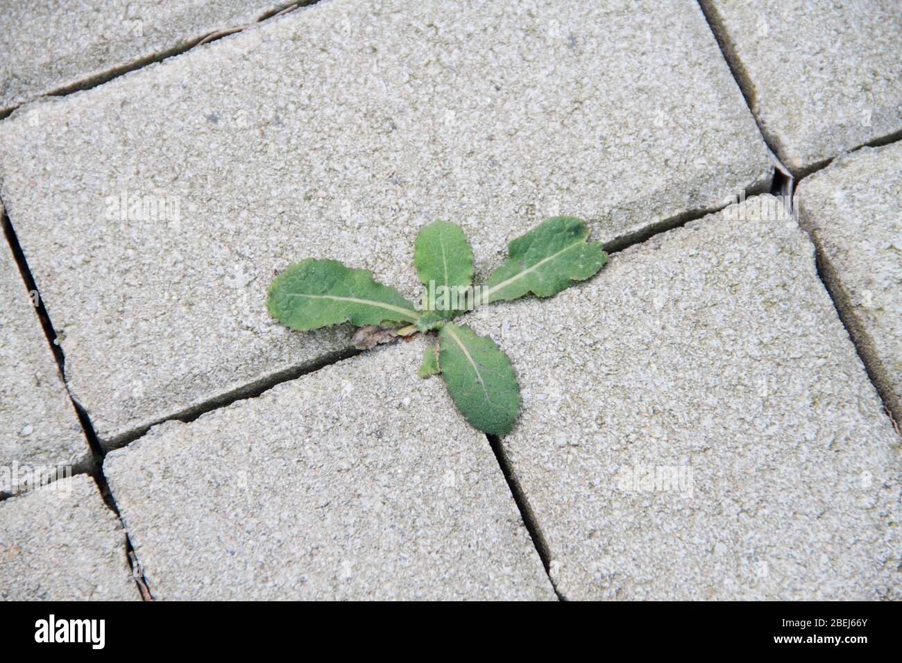 weeds grow between the paving stones Stock Photo Alamy