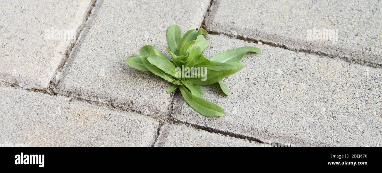 weeds grow between the paving stones Stock Photo Alamy