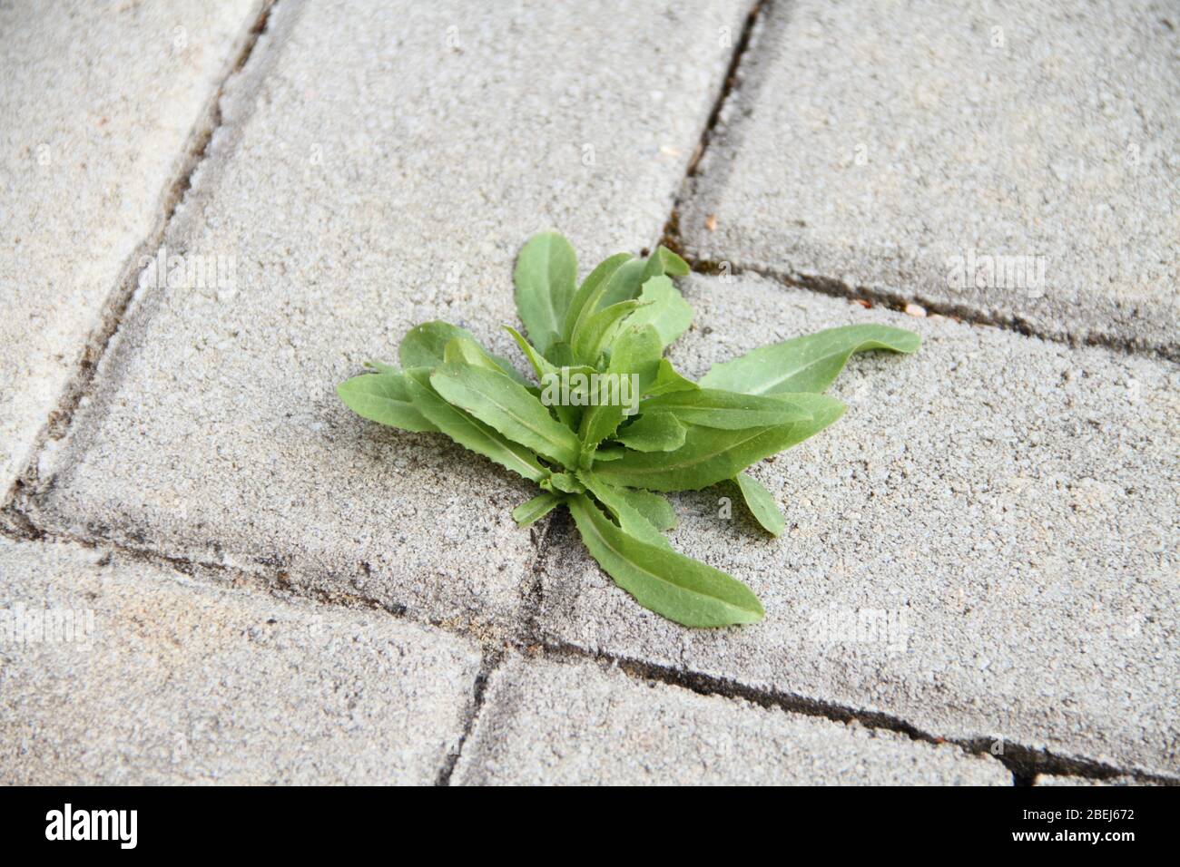 Vegetation growing between concrete hi-res stock photography and images ...